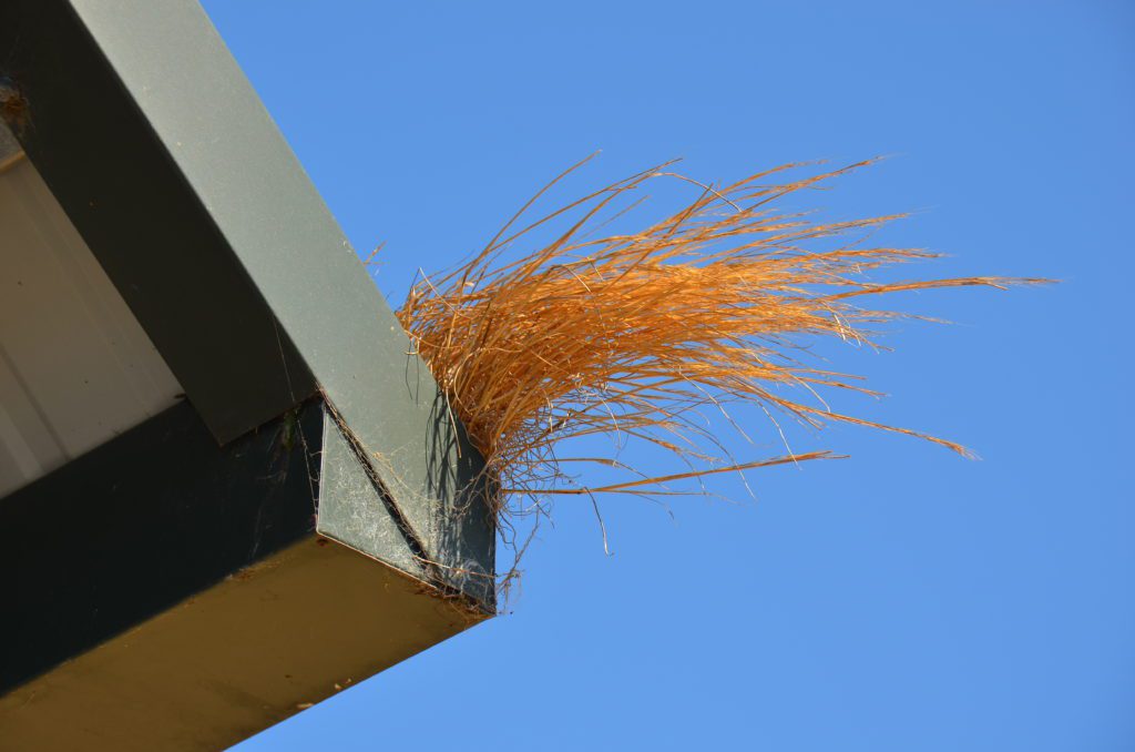 Image of dry grass growing out of a hard to reach rain gutter