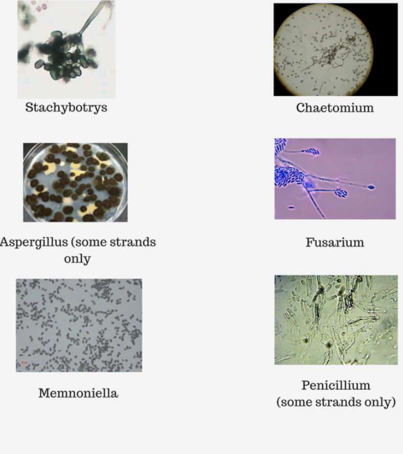 Mold and mildew